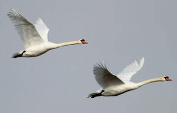 Cygne tuberculé