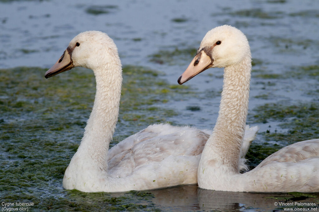 Cygne tuberculéjuvénile