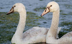 Cygne tuberculé