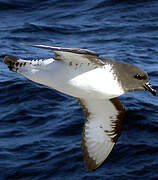 Cape Petrel