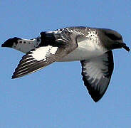 Cape Petrel