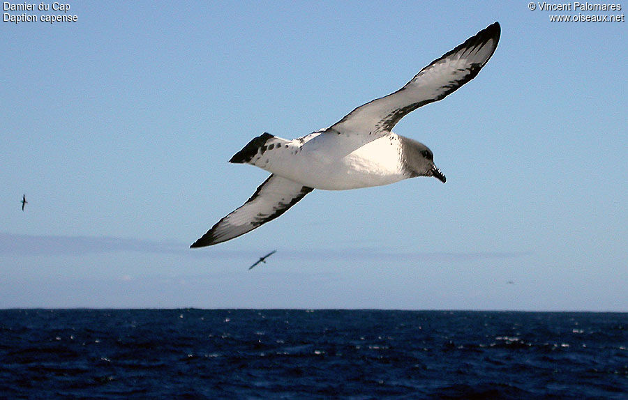 Cape Petrel