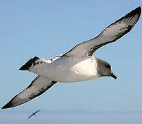 Cape Petrel