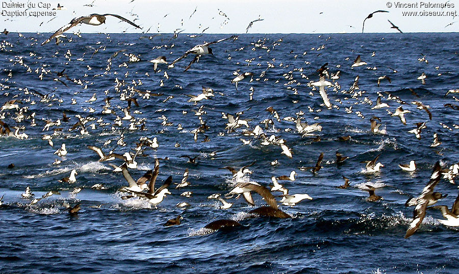 Cape Petrel