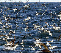 Cape Petrel