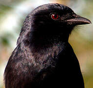 Fork-tailed Drongo