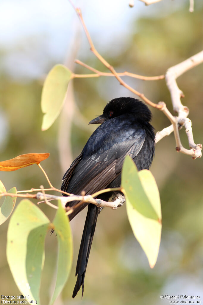 Fork-tailed Drongo