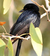 Fork-tailed Drongo