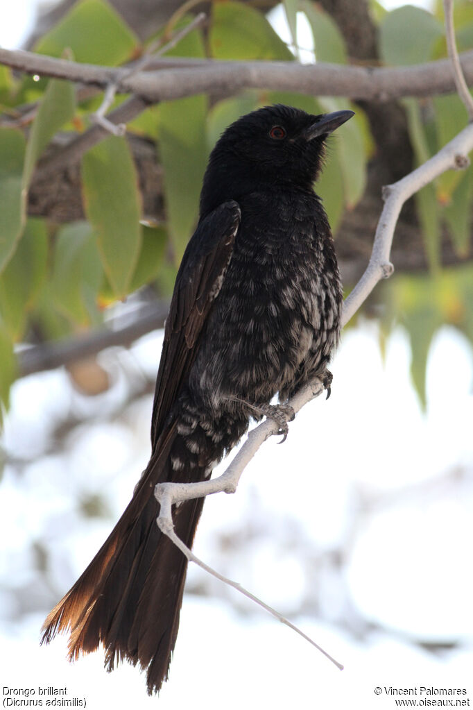 Fork-tailed Drongo