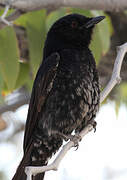 Fork-tailed Drongo