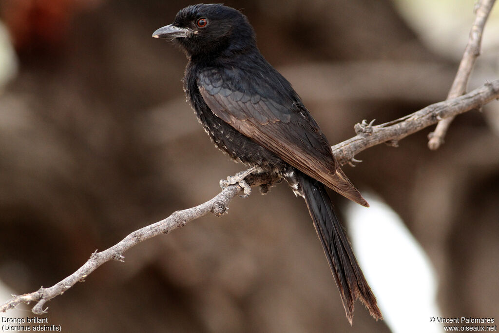 Fork-tailed Drongo