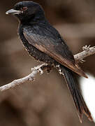 Fork-tailed Drongo