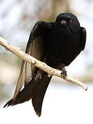 Fork-tailed Drongo