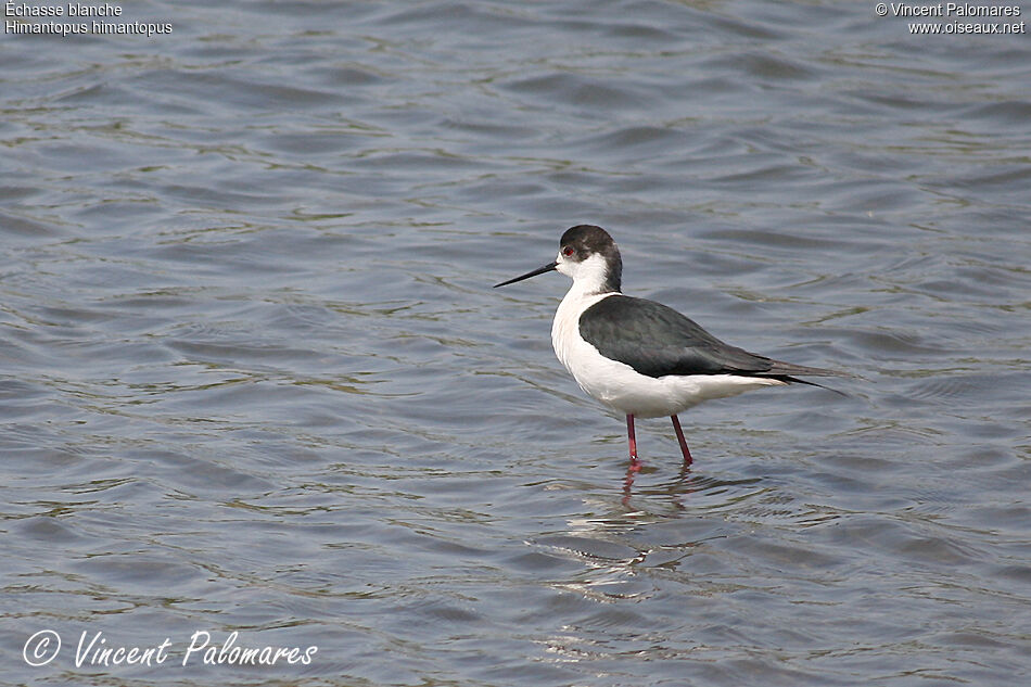 Black-winged Stilt