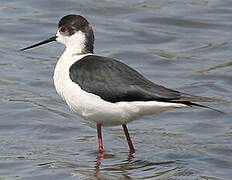 Black-winged Stilt