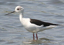 Black-winged Stilt