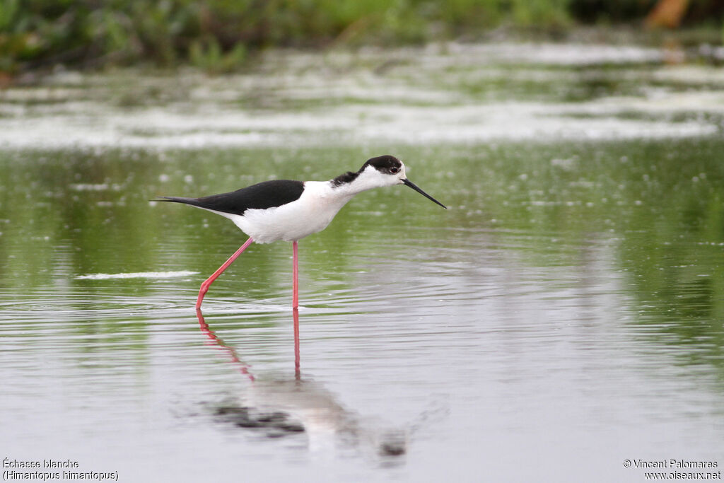 Black-winged Stilt male adult