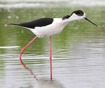 Black-winged Stilt