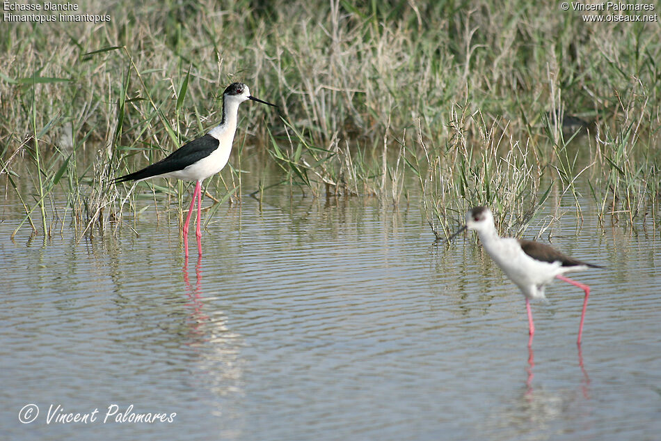 Black-winged Stilt