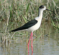 Black-winged Stilt