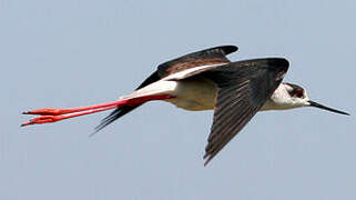 Black-winged Stilt