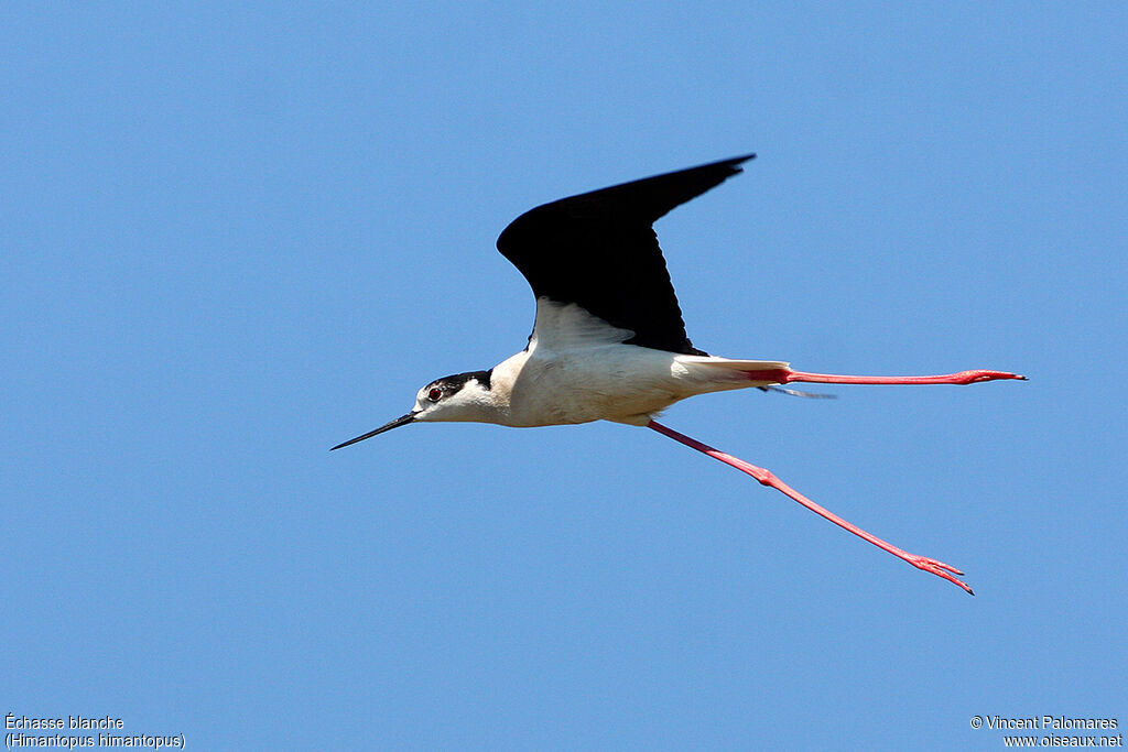 Échasse blancheadulte