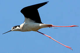 Black-winged Stilt