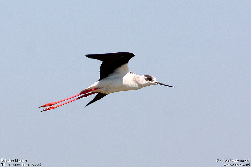 Black-winged Stiltadult