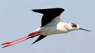 Black-winged Stilt