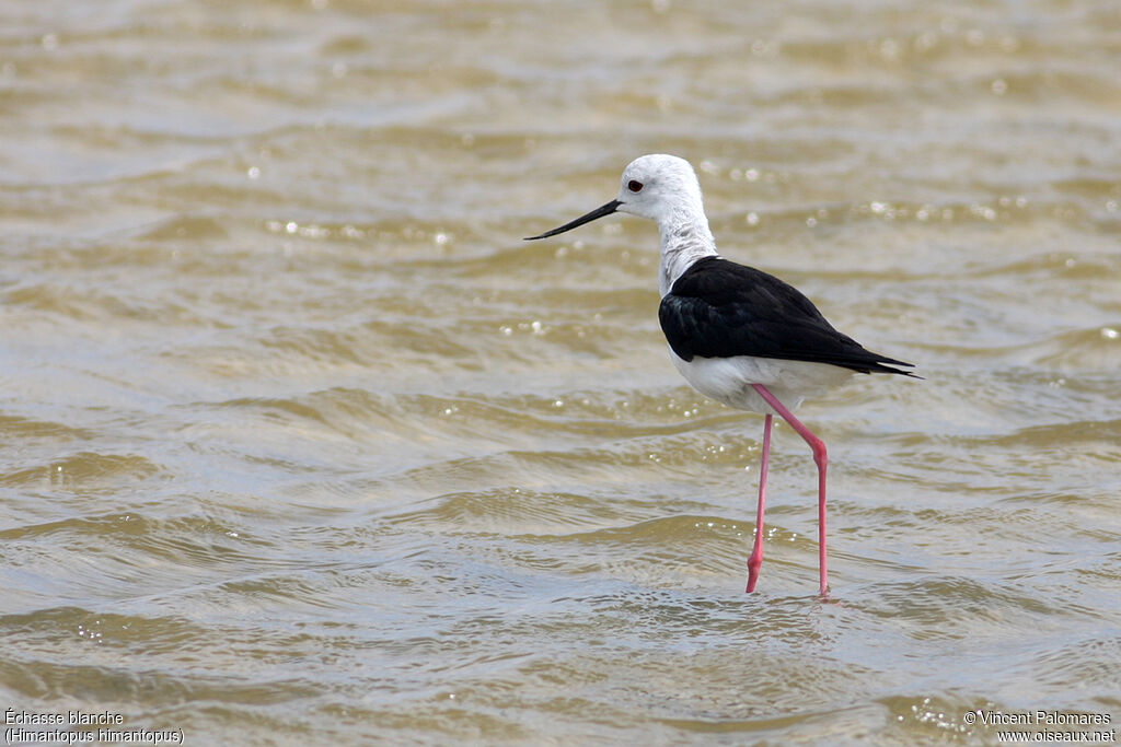 Black-winged Stilt female adult