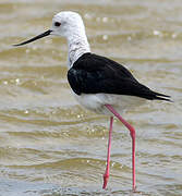 Black-winged Stilt