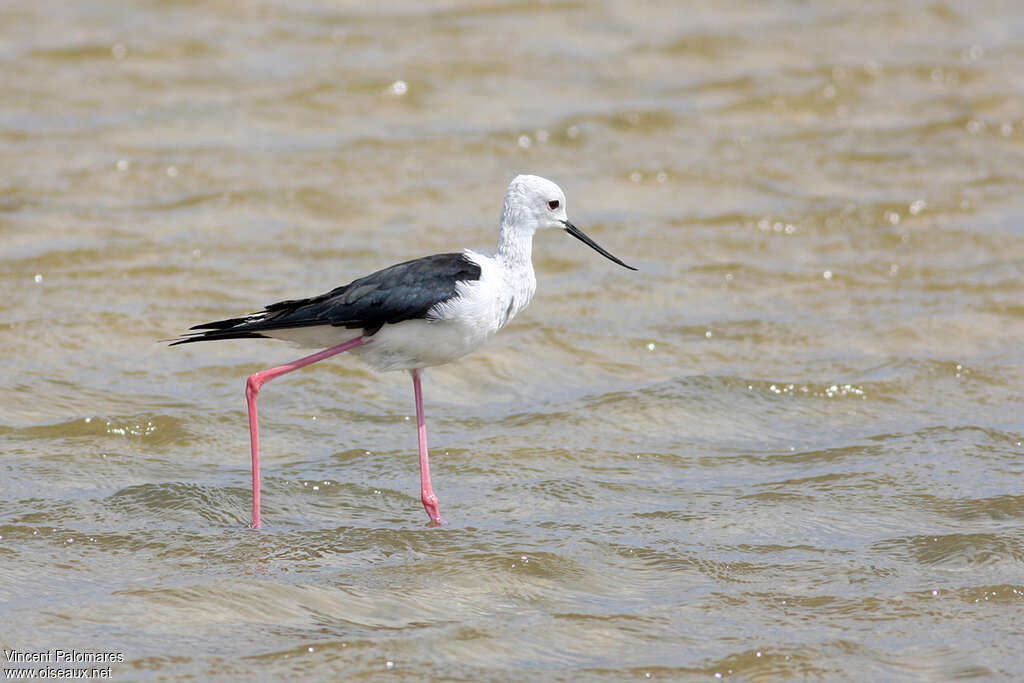 Black-winged Stilt female adult breeding, identification