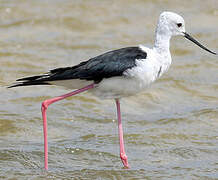 Black-winged Stilt