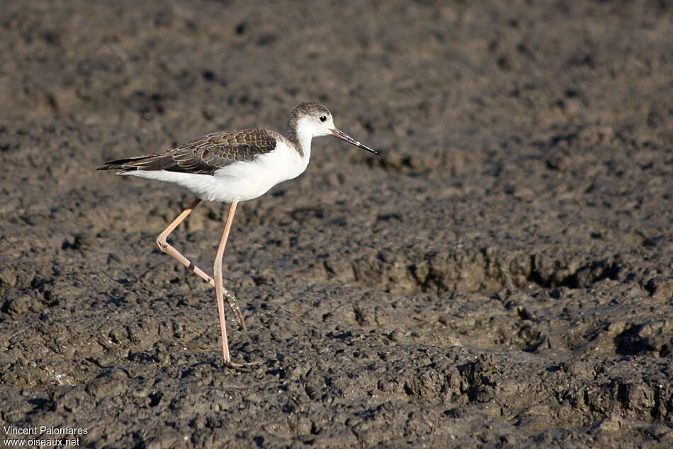 Échasse blanche1ère année, identification