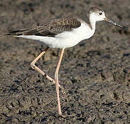 Black-winged Stilt