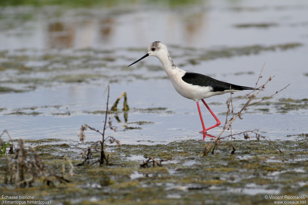 Black-winged Stiltadult