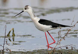 Black-winged Stilt