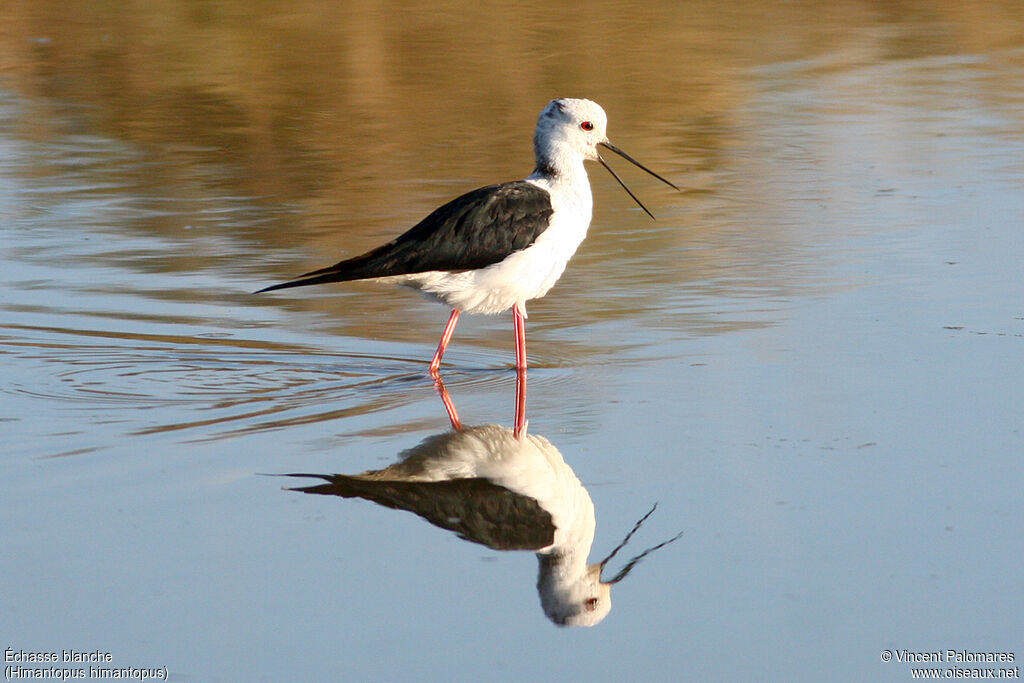 Black-winged Stilt