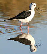 Black-winged Stilt