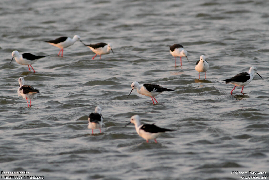 Black-winged Stiltadult