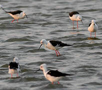 Black-winged Stilt