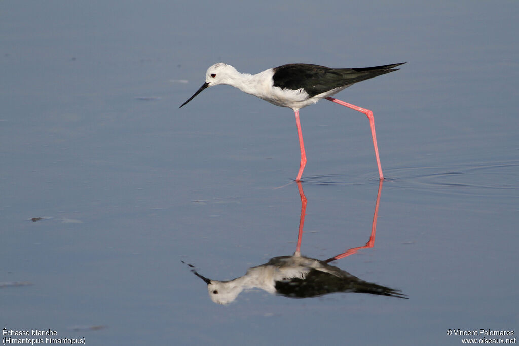 Black-winged Stiltadult