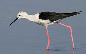 Black-winged Stilt