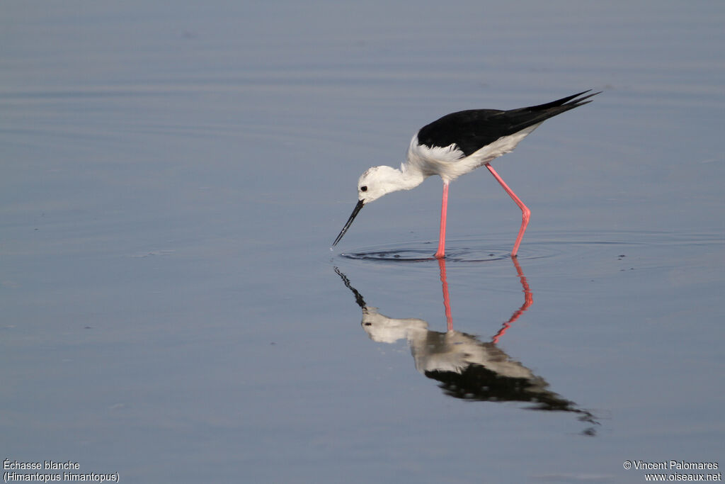 Black-winged Stiltadult