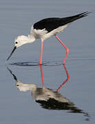 Black-winged Stilt