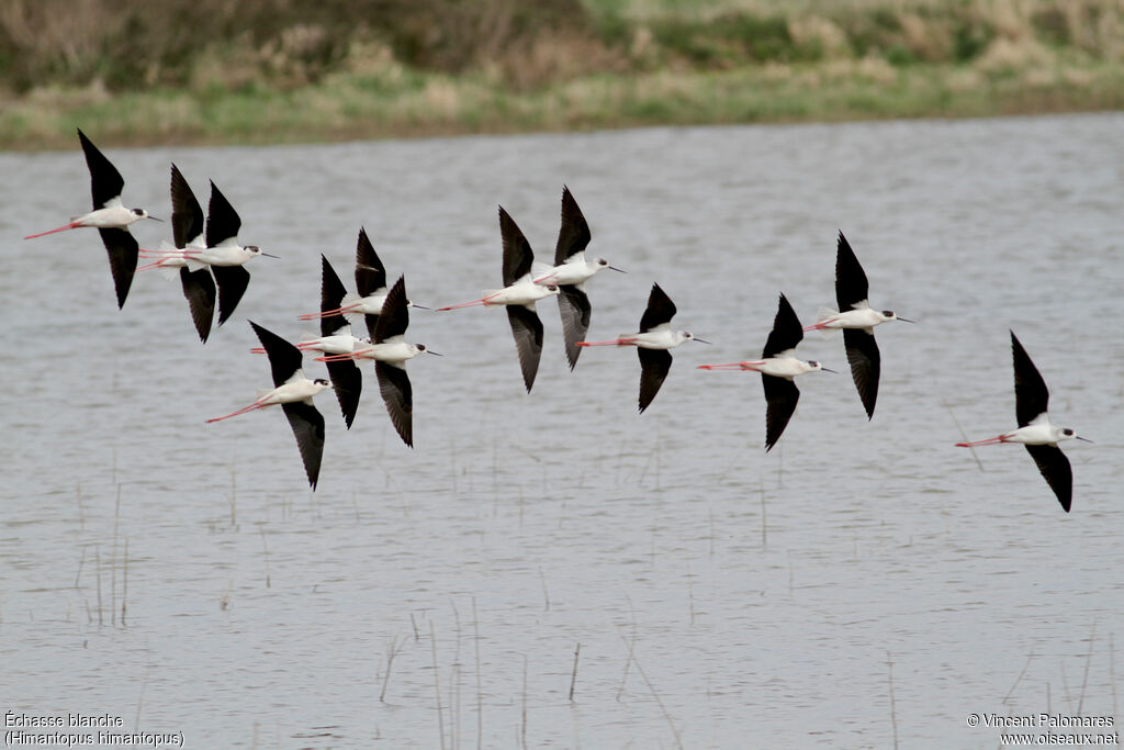 Black-winged Stiltadult, Flight