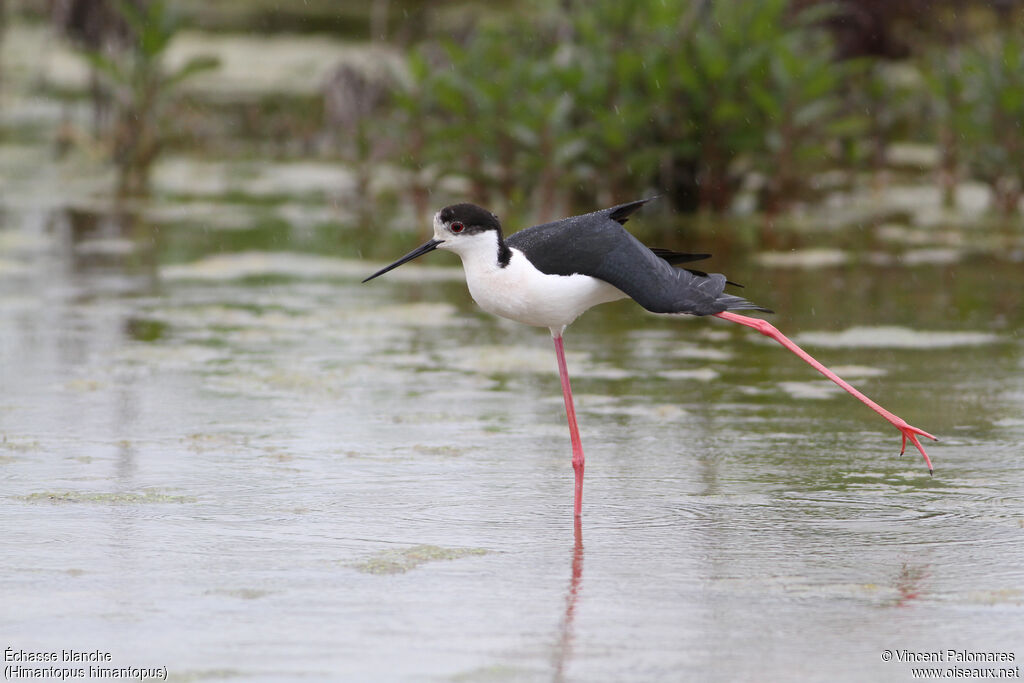 Black-winged Stilt male adult