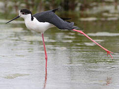 Black-winged Stilt