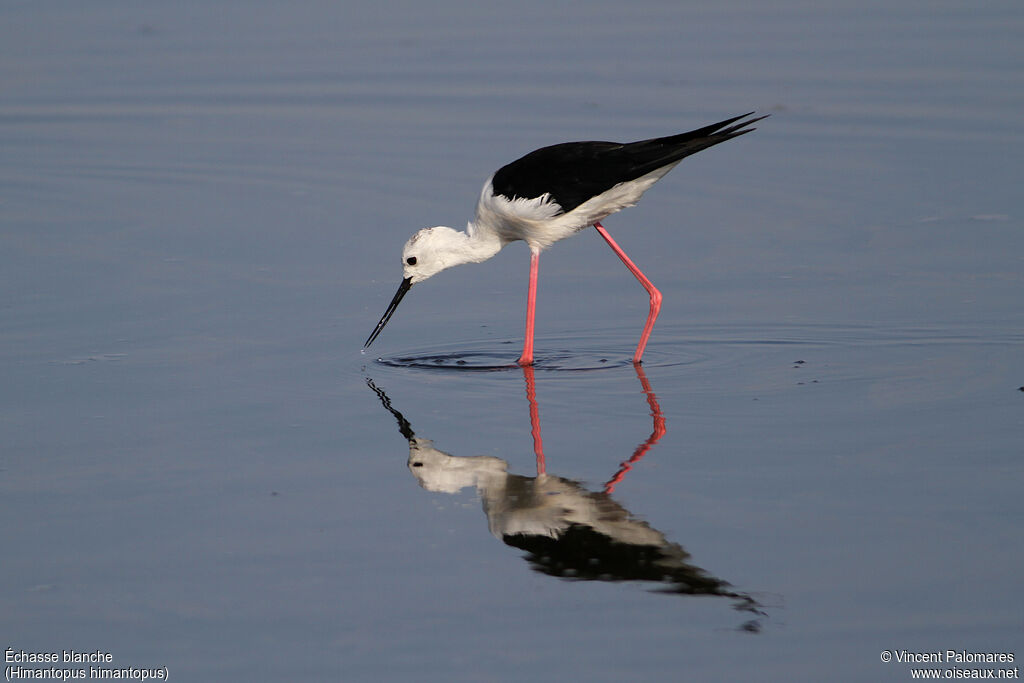 Black-winged Stiltadult