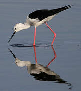 Black-winged Stilt